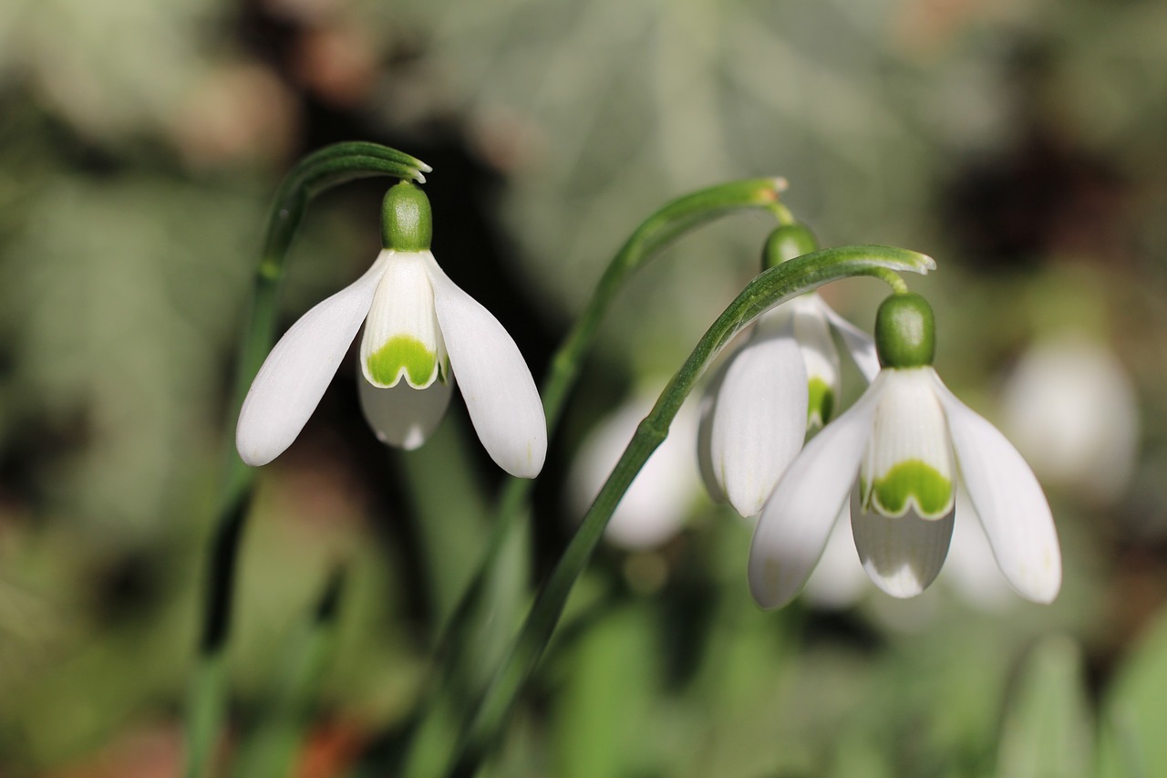 three snowdrop spring free photo