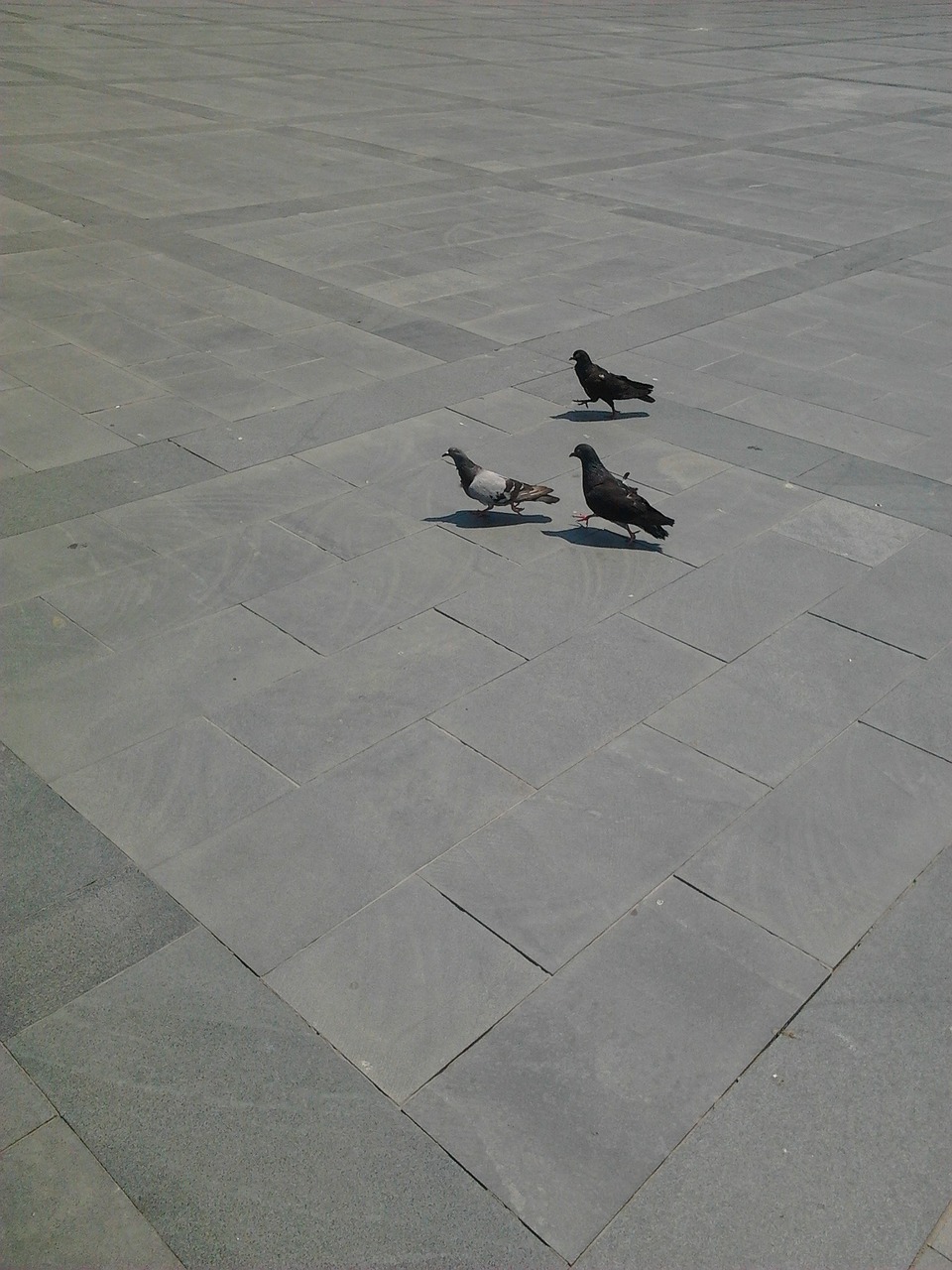 three beautiful pigeon free photo