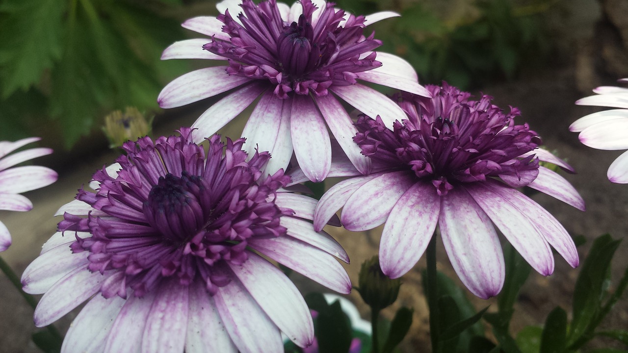 three daisy purple free photo