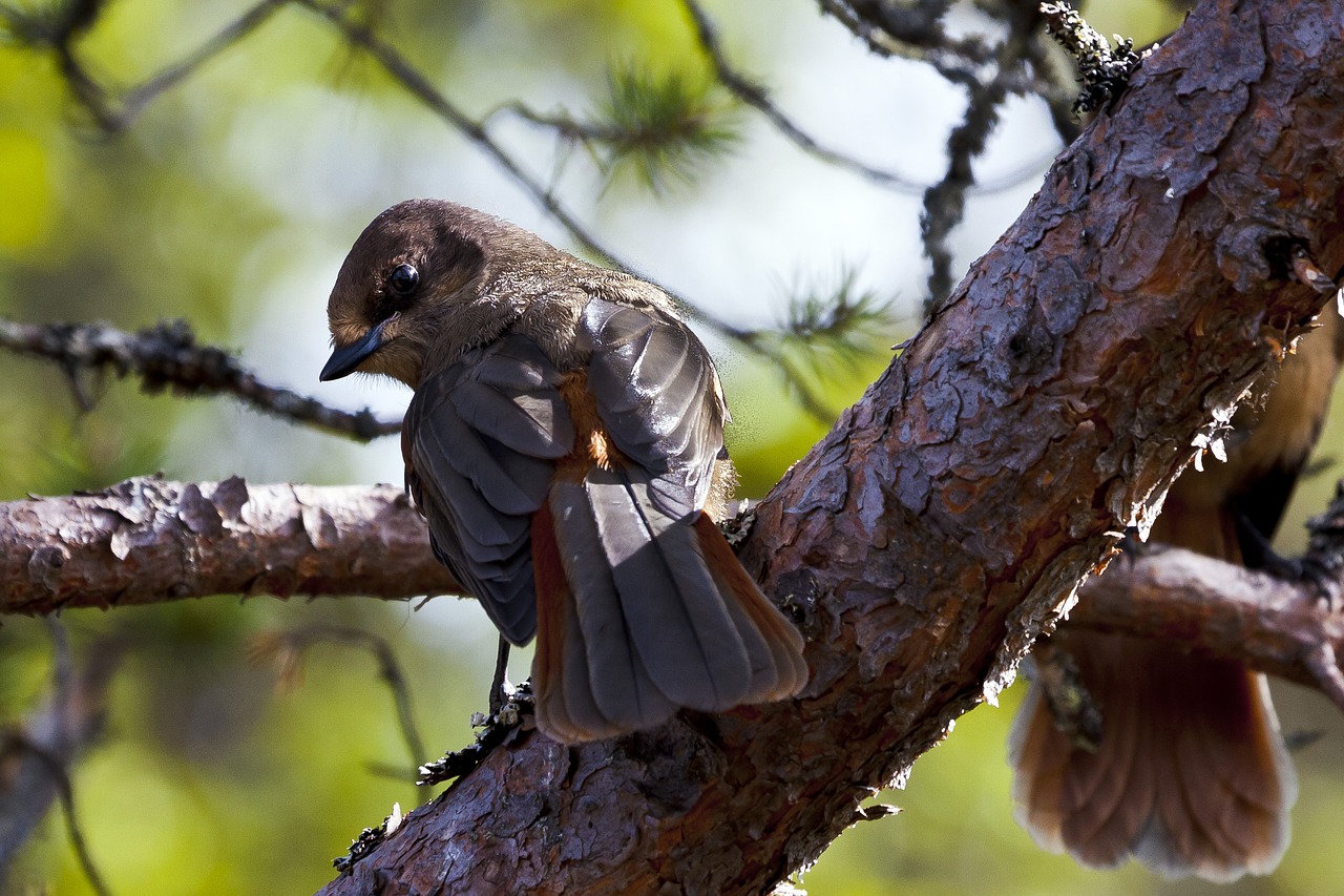 three  wild  birds free photo