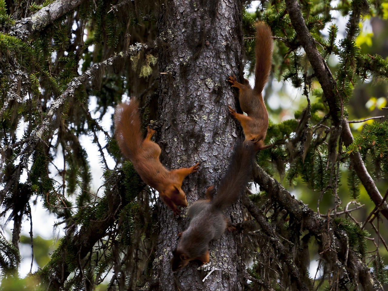 three  the nature of the  squirrel free photo