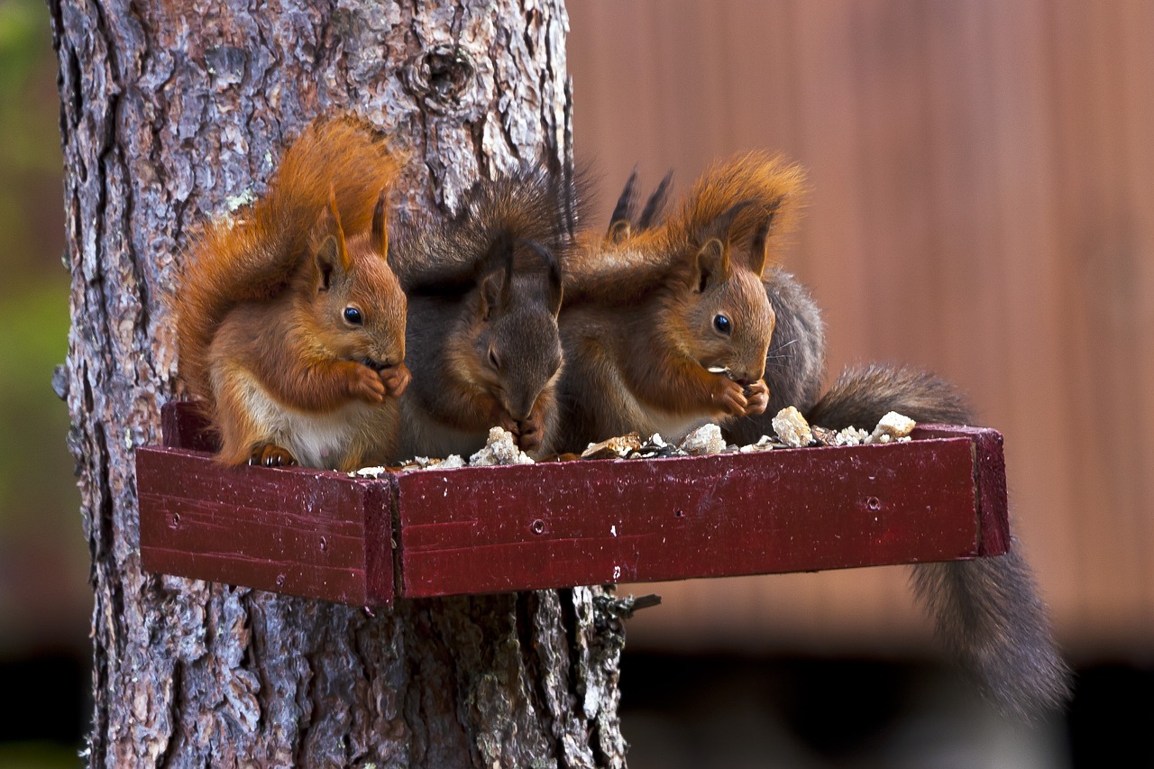 three  squirrel  pine free photo