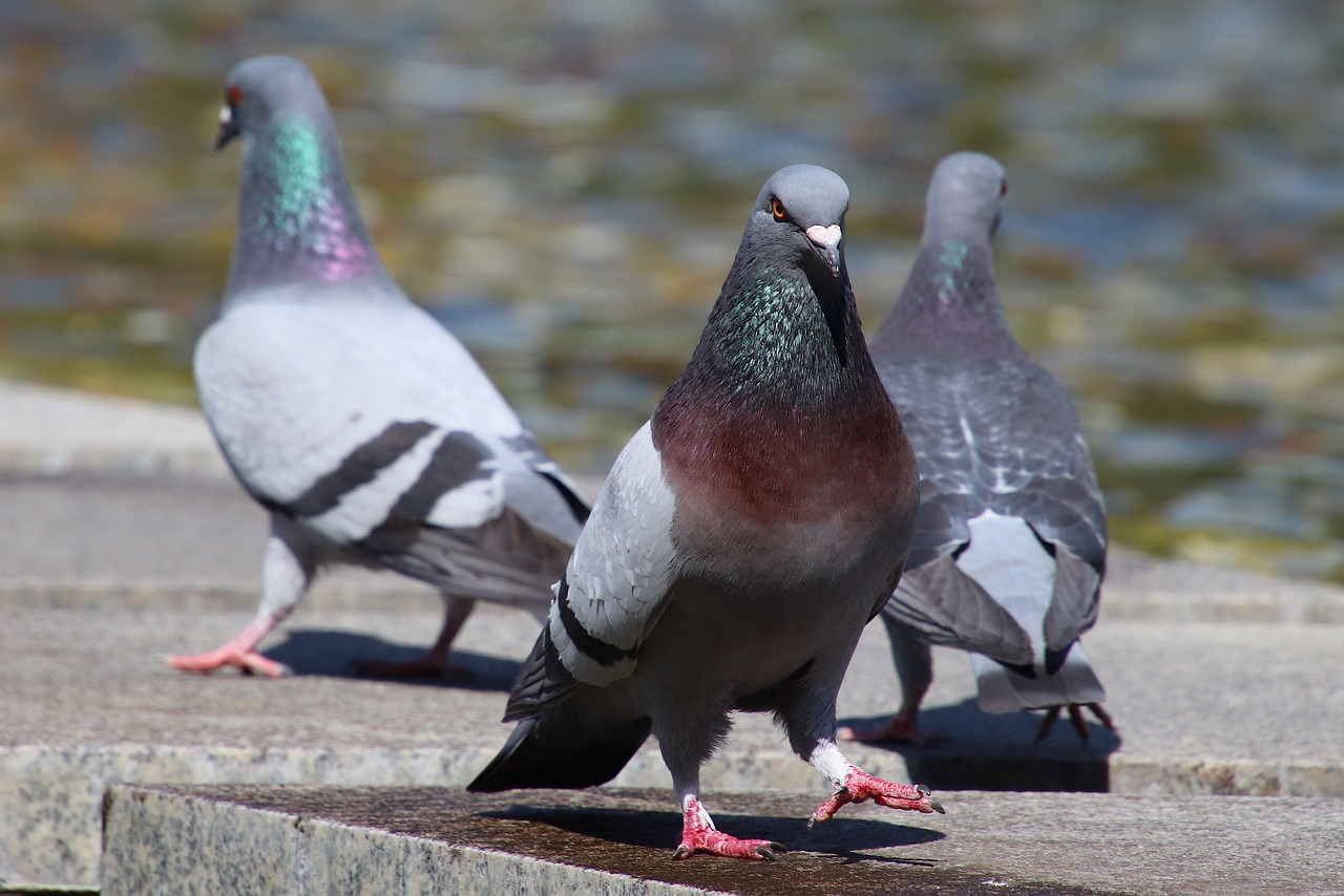 three  pigeons  city pigeon free photo