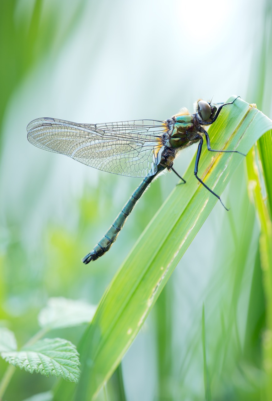 three aenea hawk dragonfly common emerald free photo