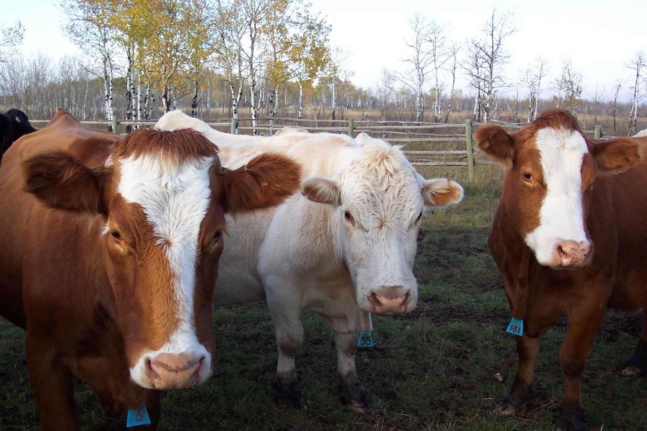 cows cattle country free photo