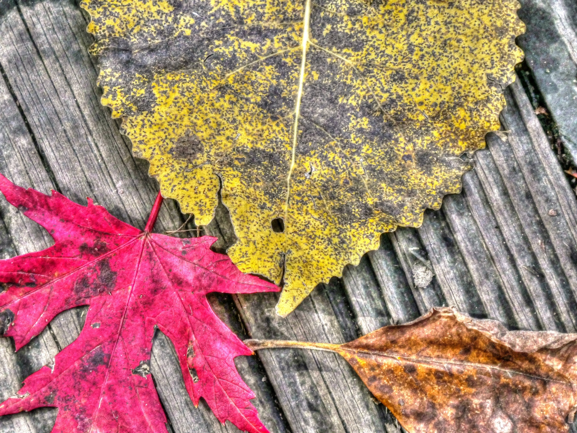 fall autumn leaves free photo