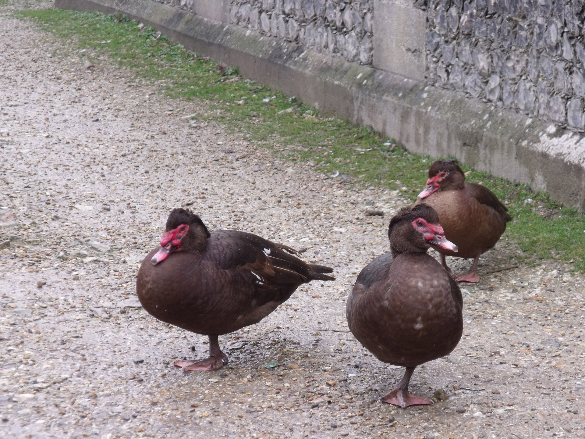 three brown muscovy free photo