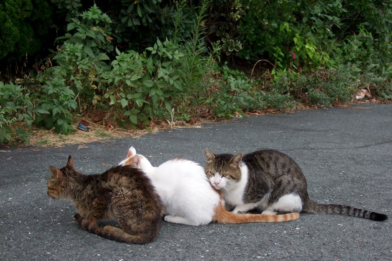 three cats felines looking free photo