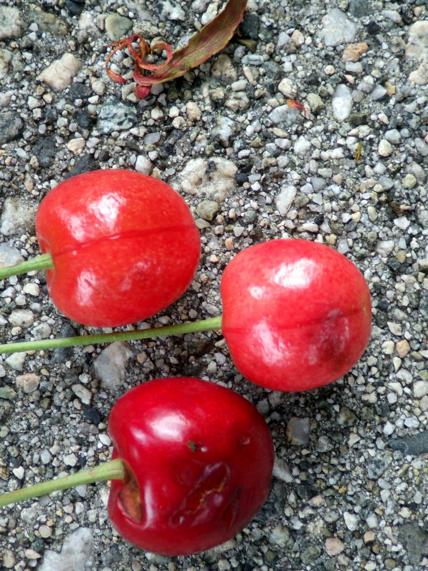 3 three cherries free photo