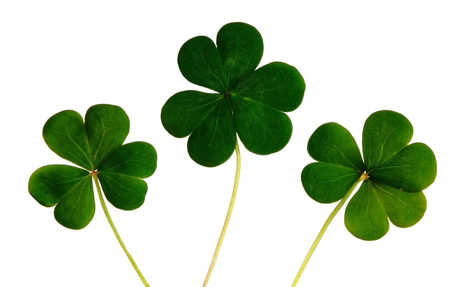 shamrock clover plants free photo