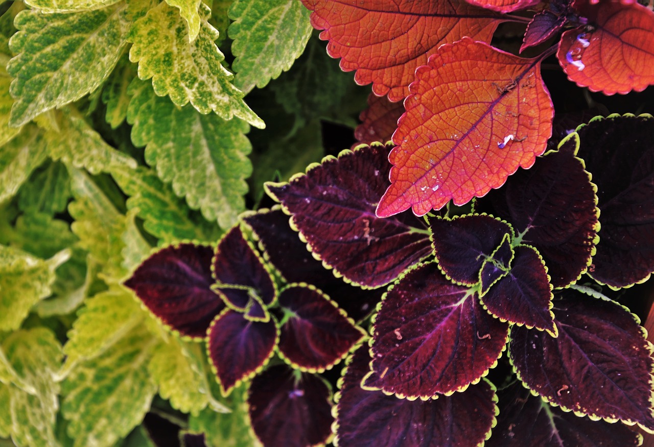 three colors  colorful  foliage free photo