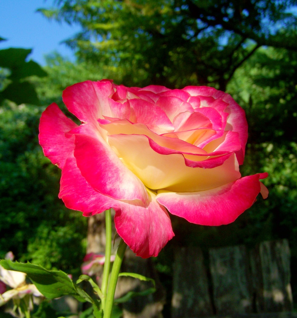 three colour roses flower garden summer flower free photo