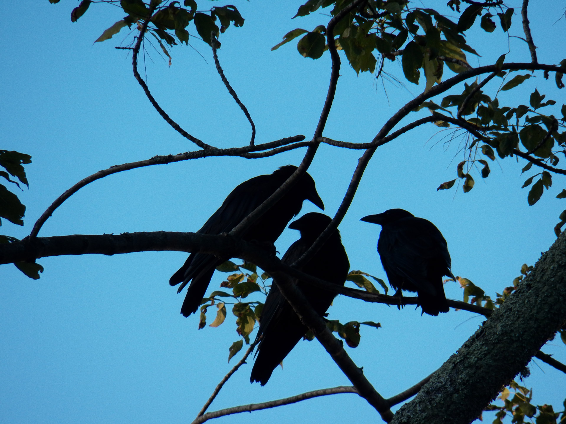 crow crows blackbird free photo