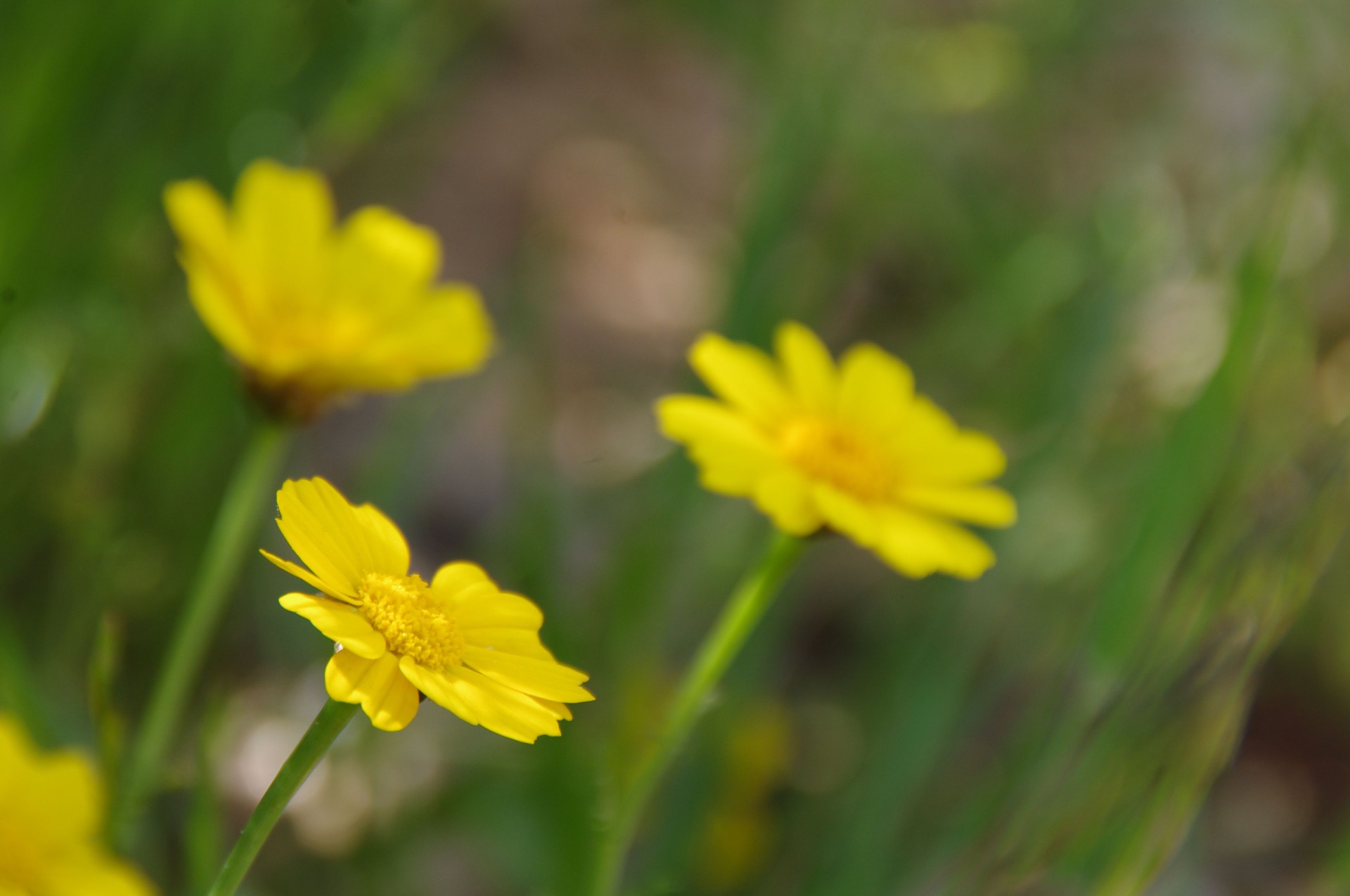 yellow daisy flower free photo