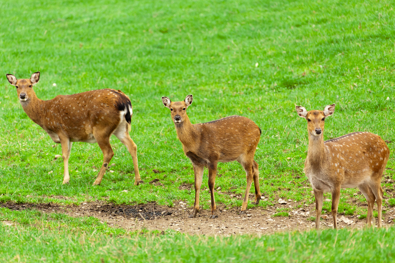 animal three deers free photo