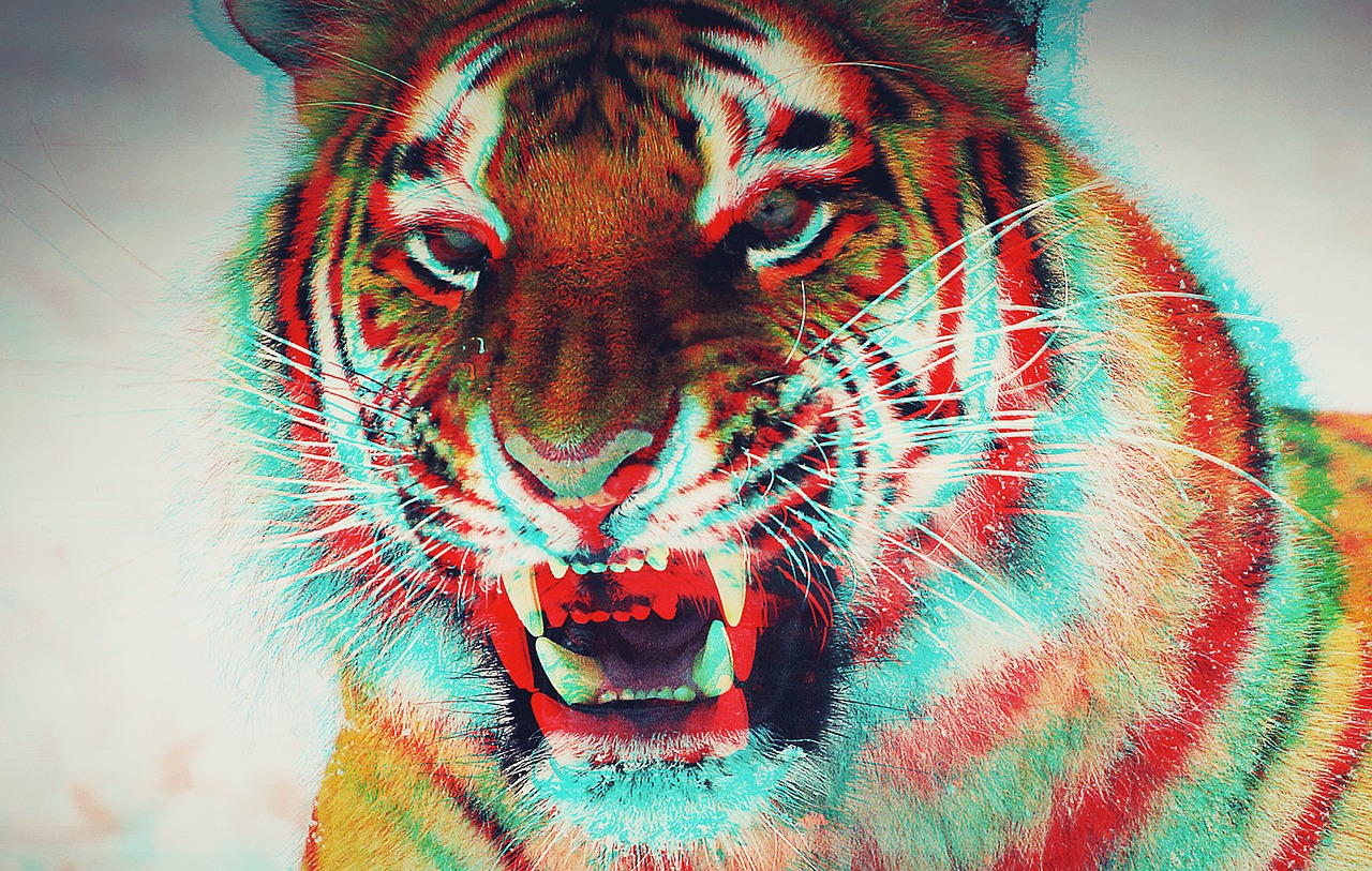 three dimensional animal tiger free photo