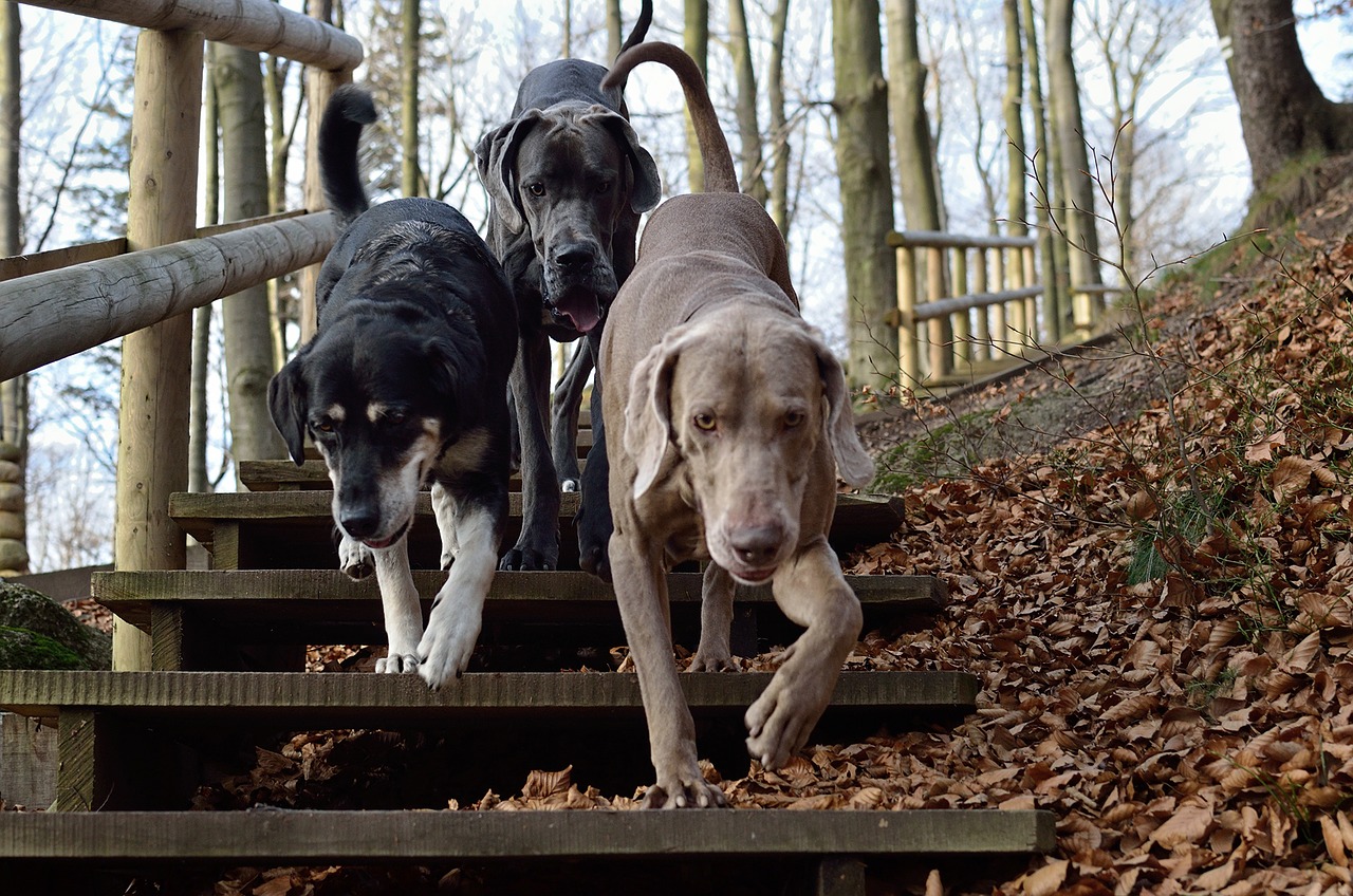 three dogs weimaraner pack free photo