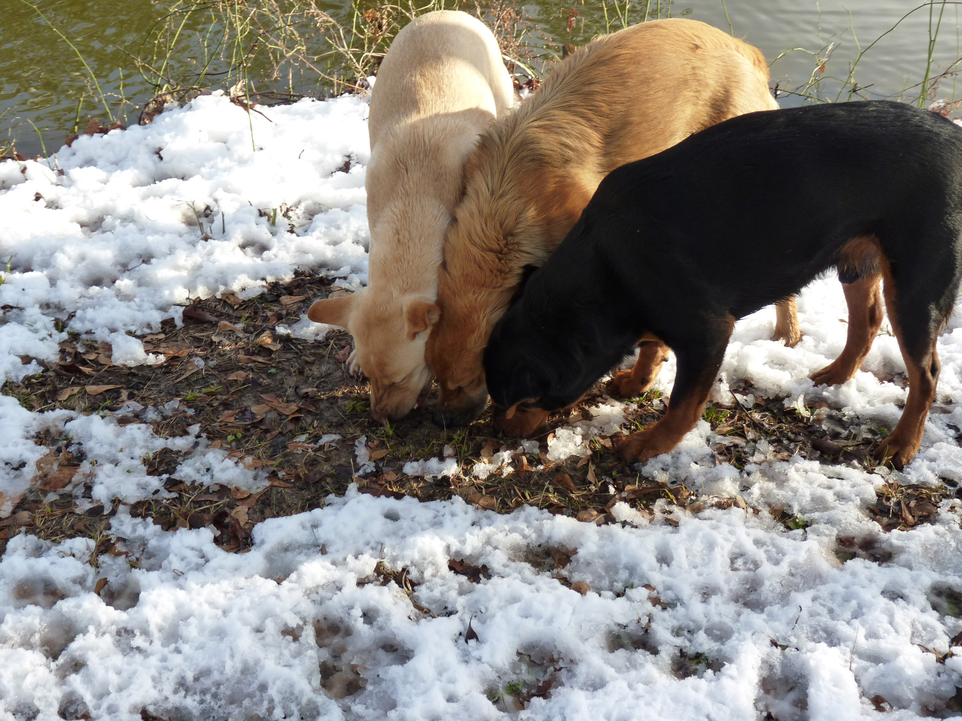 dogs three snow free photo