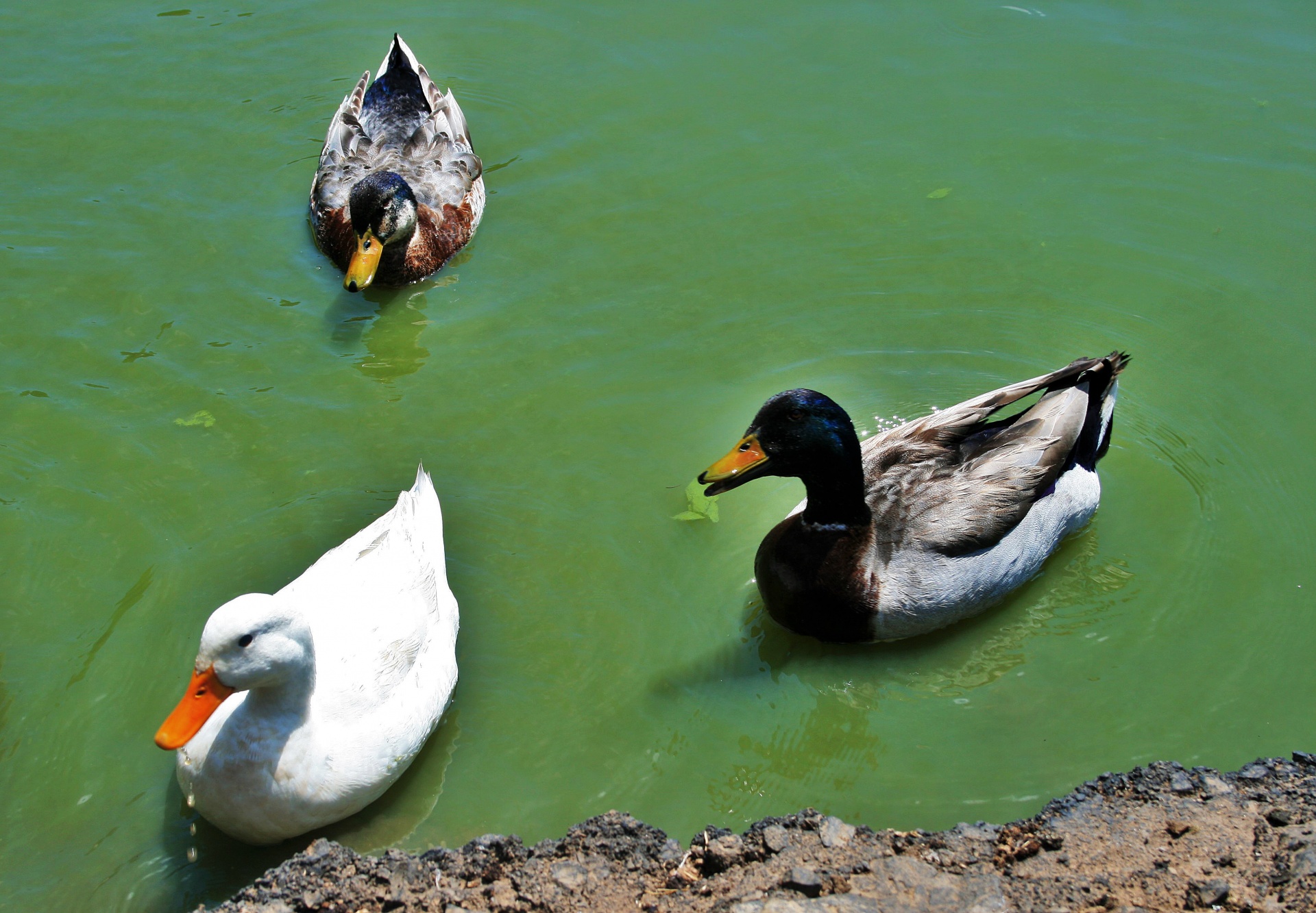 ducks fowl mallard free photo