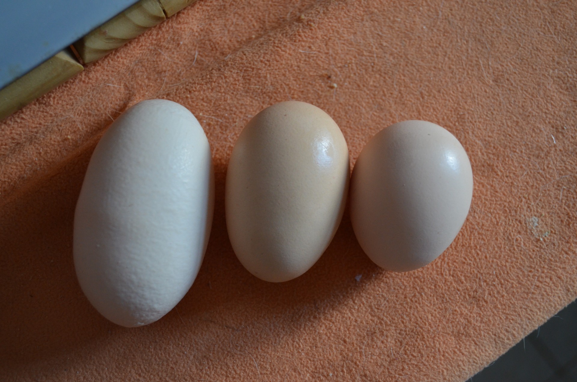 Лапки яйцо. Сорта яиц. Яйца c3. 3 Яйца. Сорт яиц с0.
