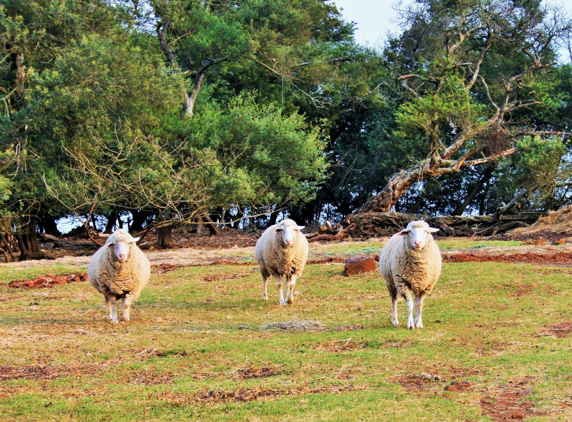 farm animals sheep free photo