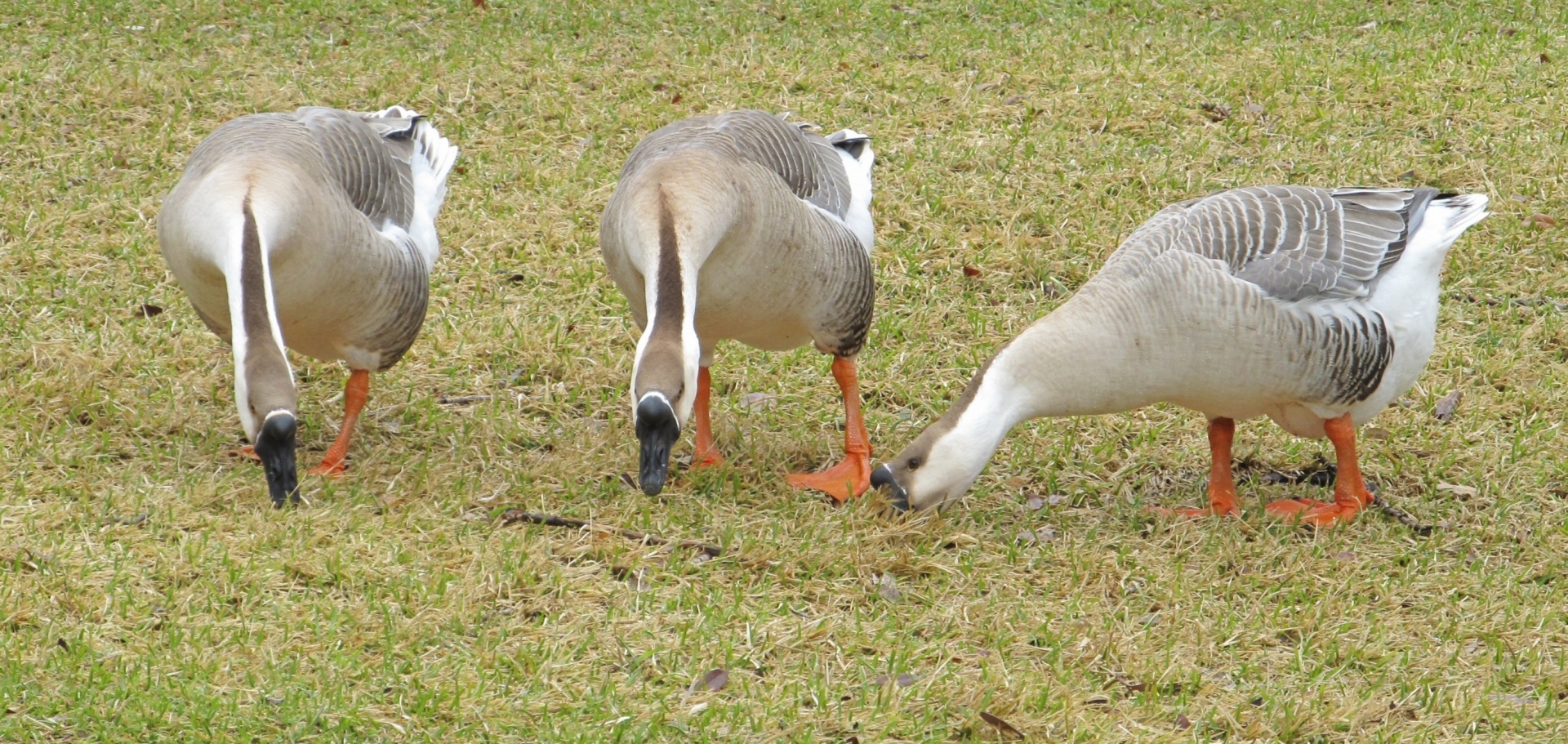 canadian geese eating free photo