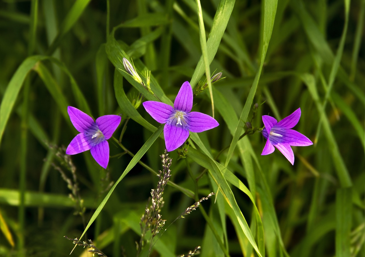 three flowers  three stars  flowers of the field free photo