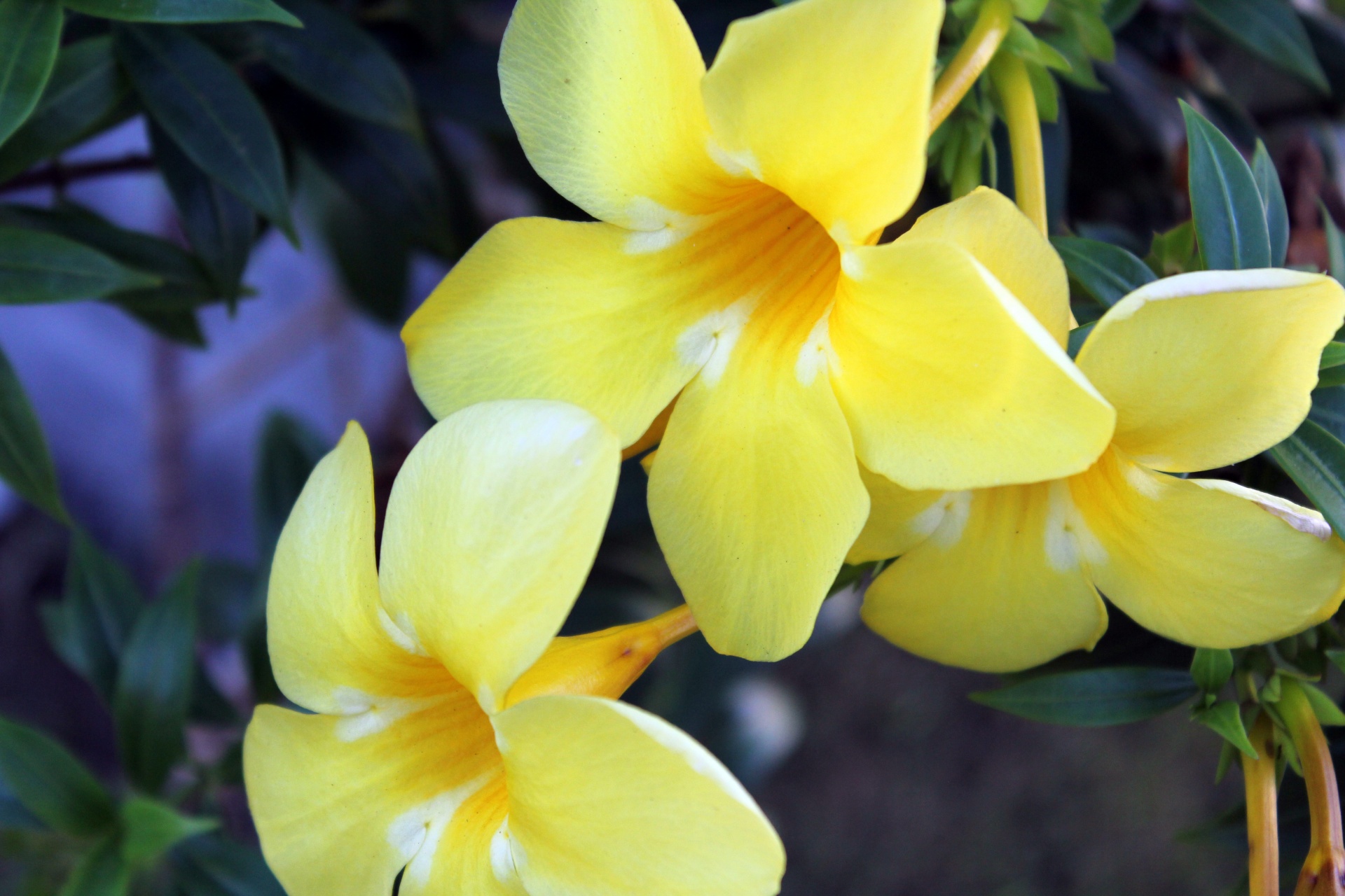 three yellow flowers three flowers yellow flowers free photo