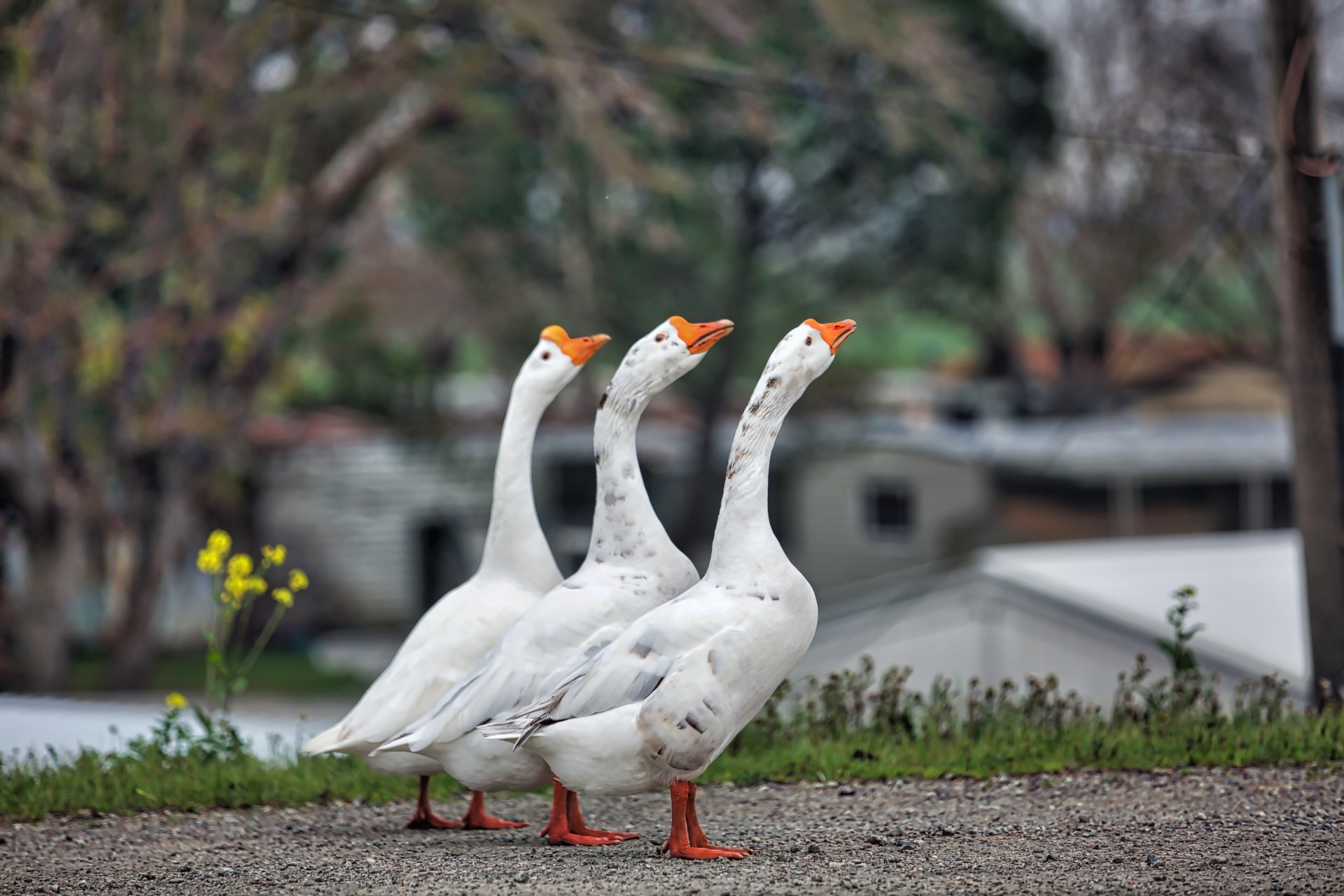 geese delta row free photo