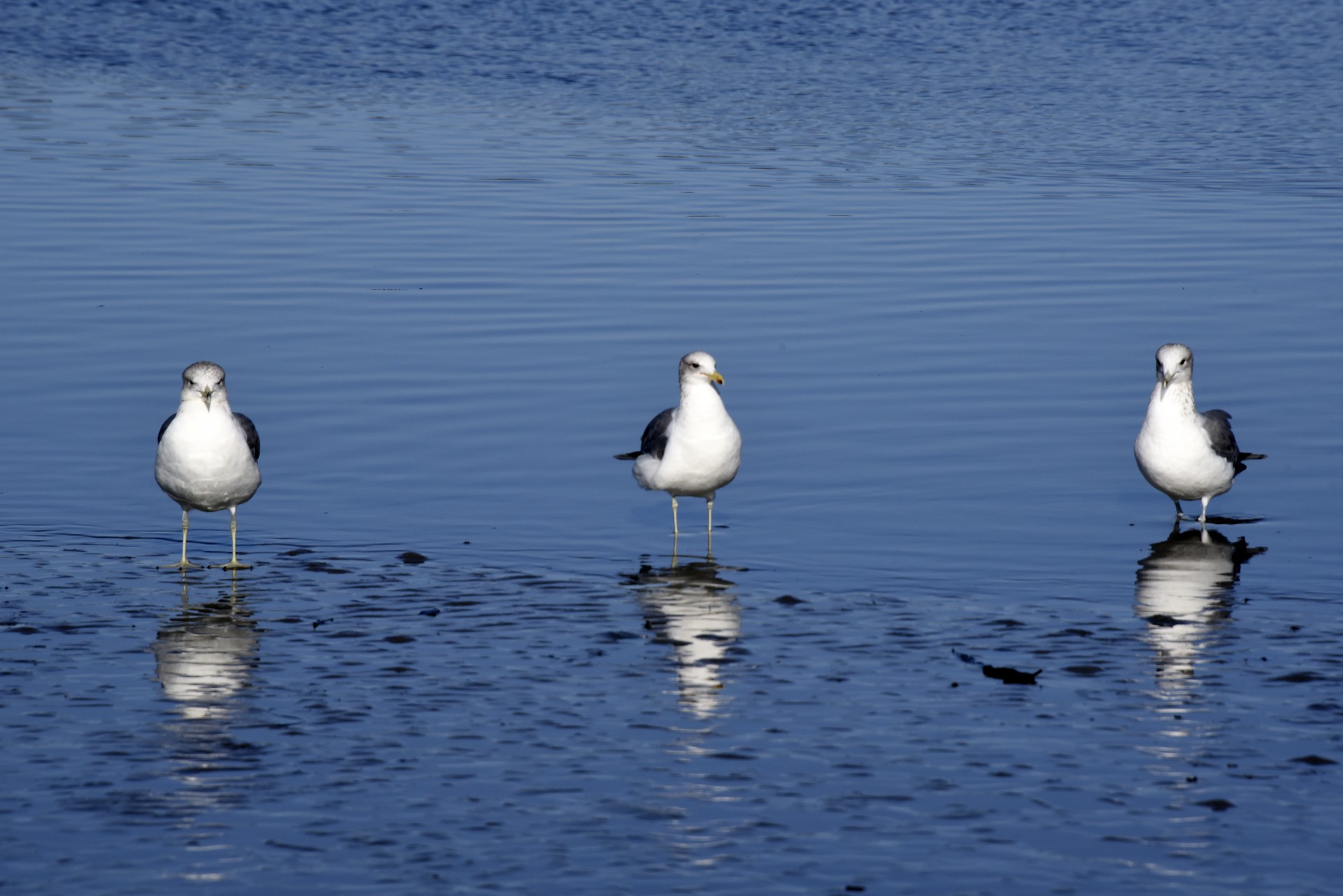 gull gulls wetland free photo