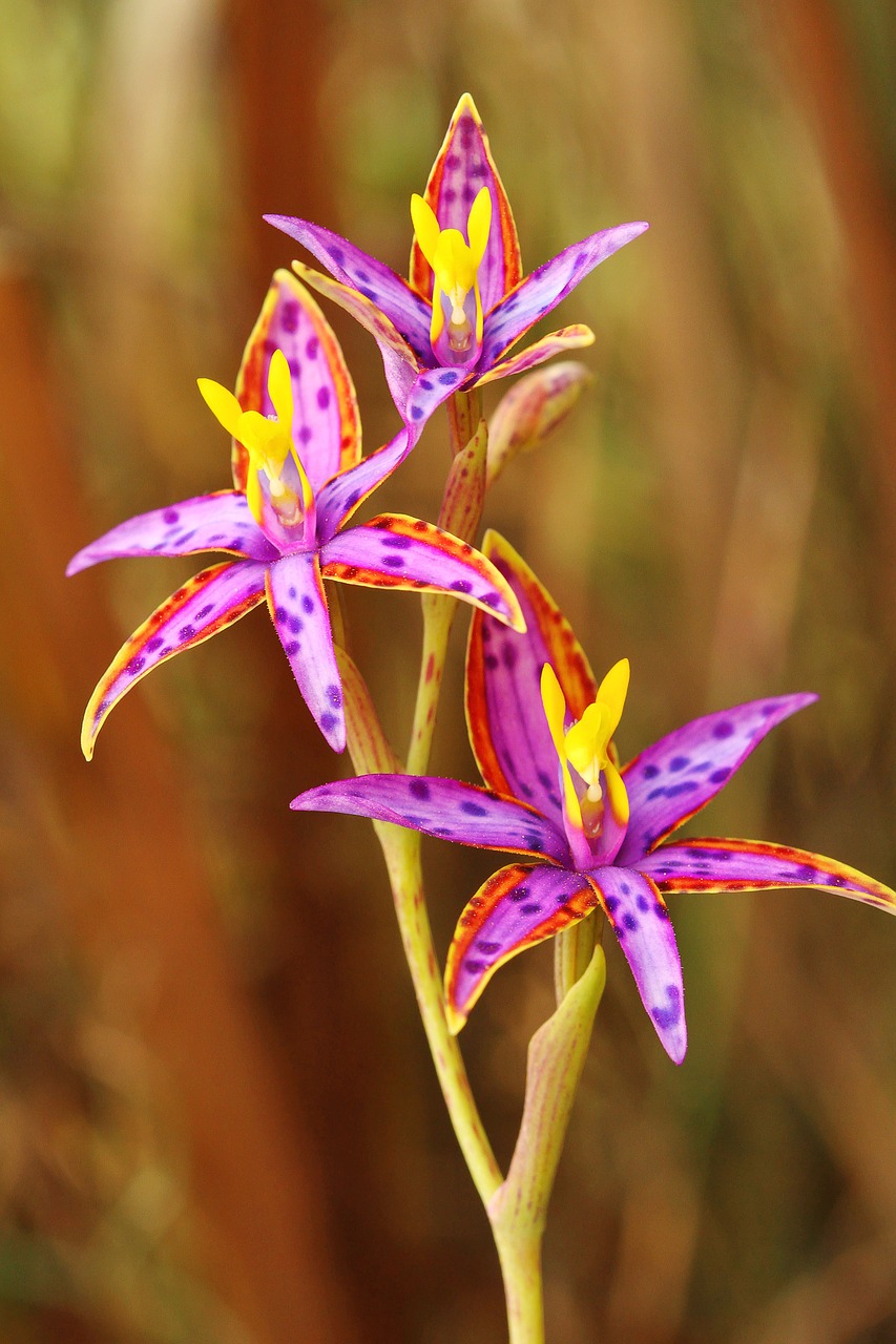 three heads  queen of sheba  thelymitra variegata free photo