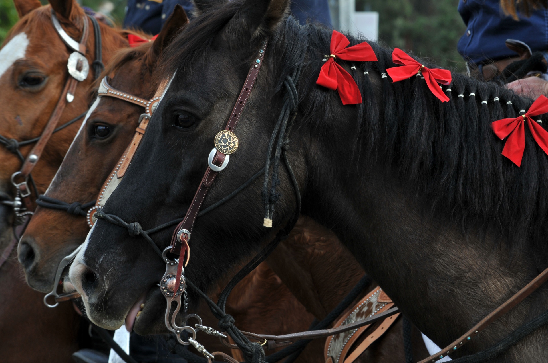 horse horses holiday free photo