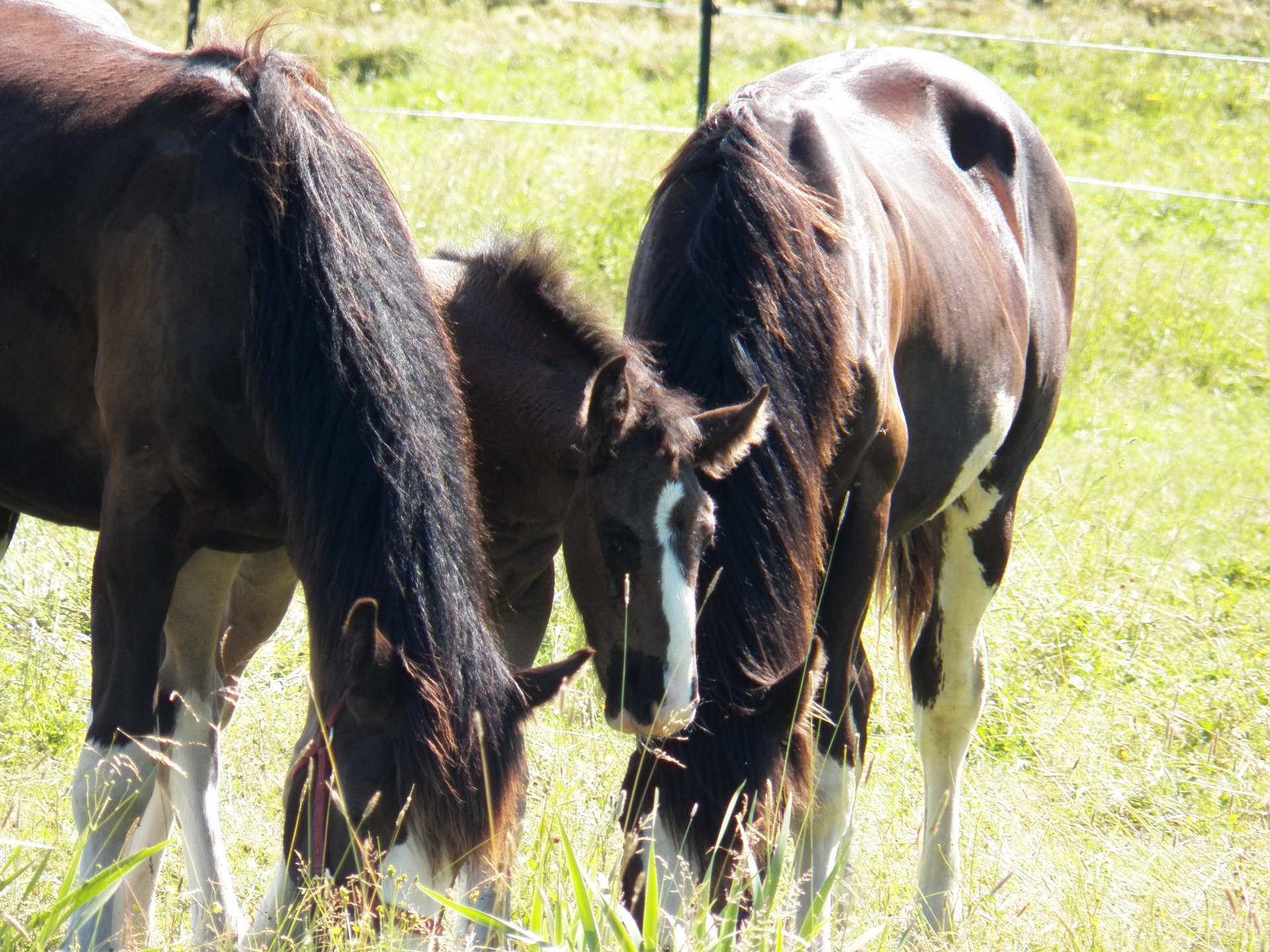 horse horses pony free photo
