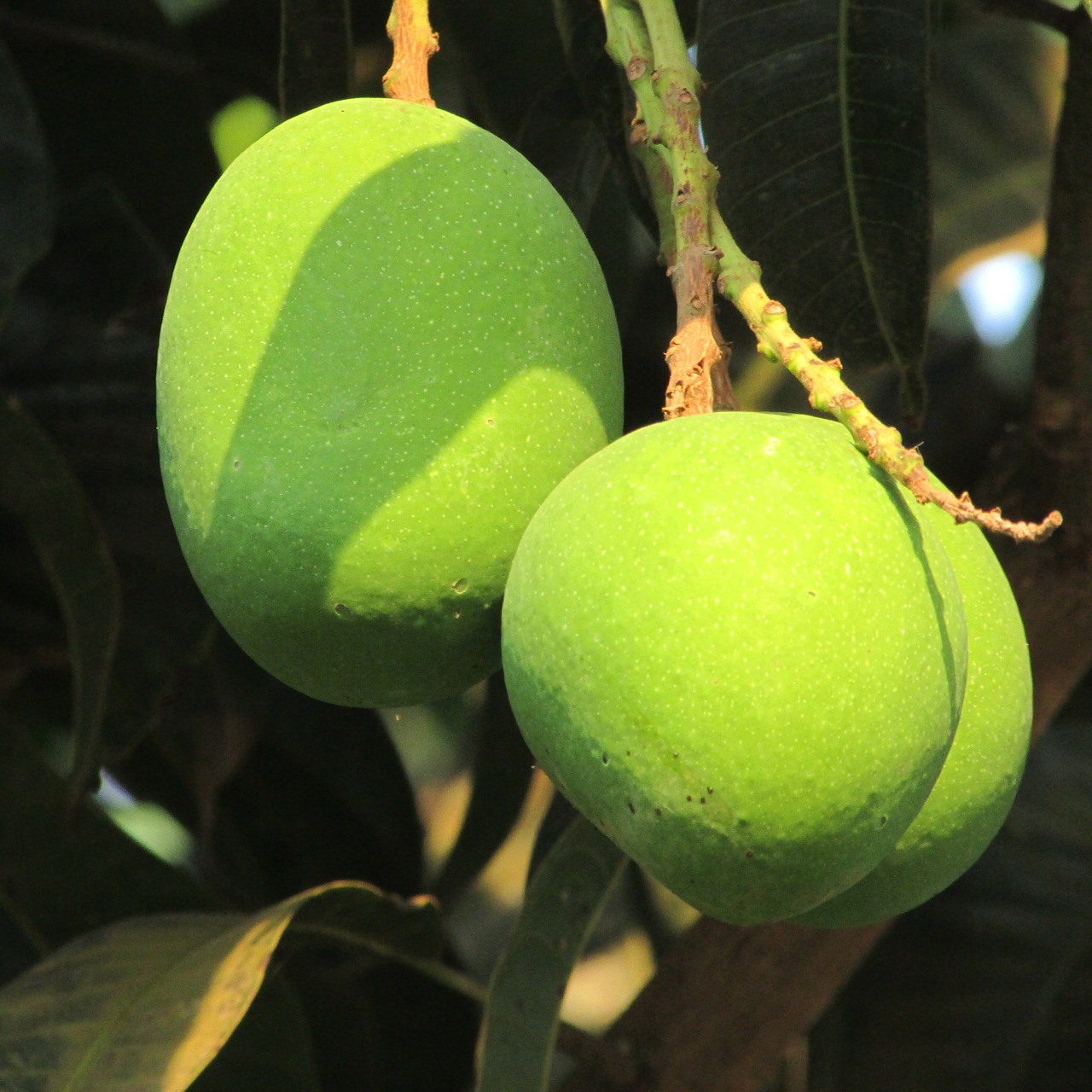 three mangoes fresh mango dharwad free photo