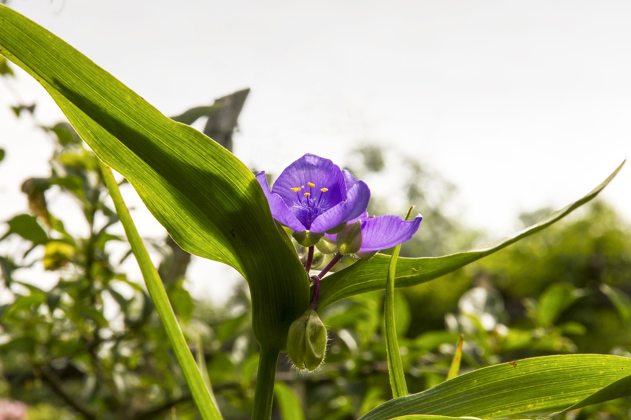 three master of flowers tradescantia eyes of god free photo