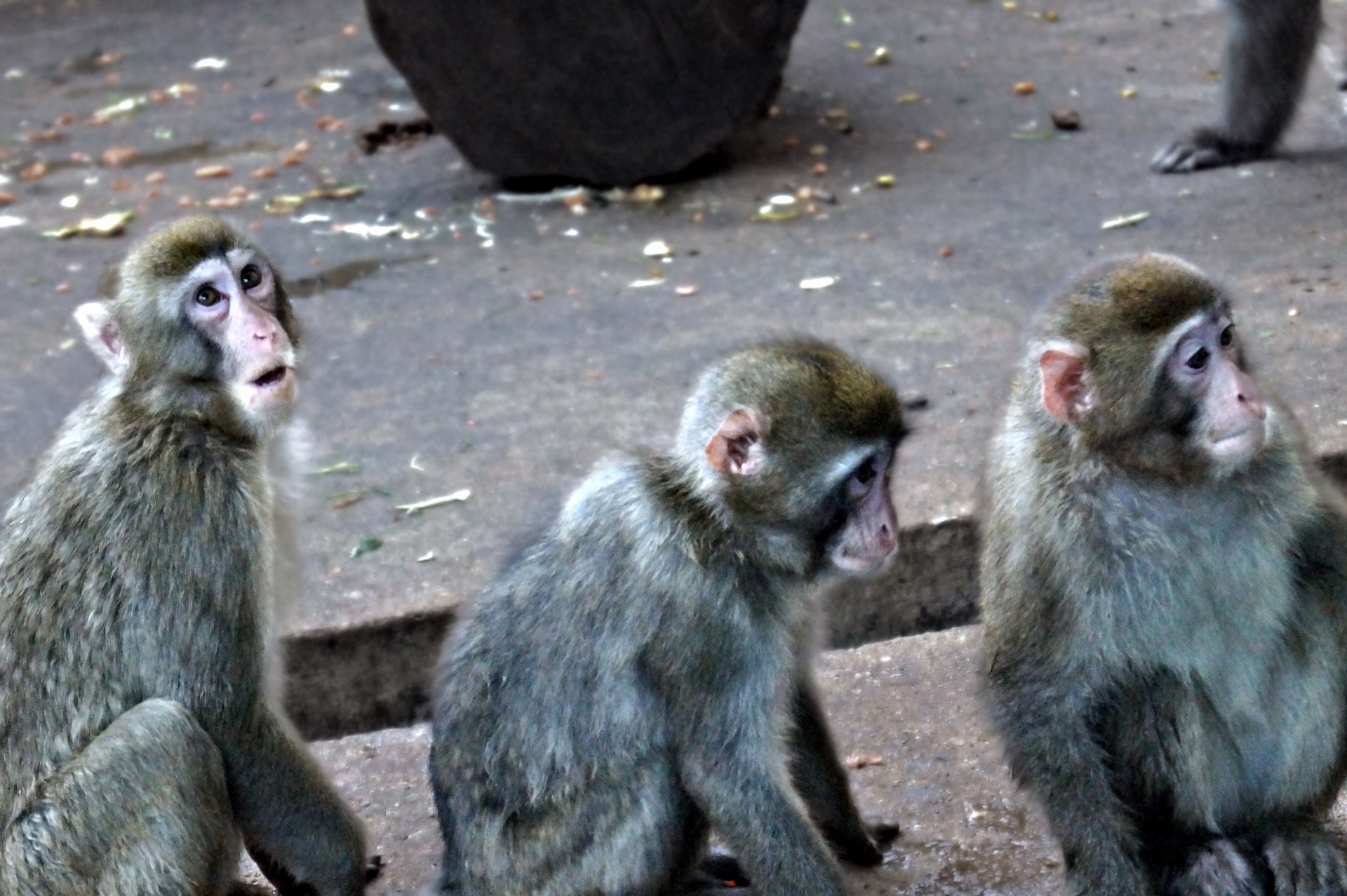 three monkeys photo free photo