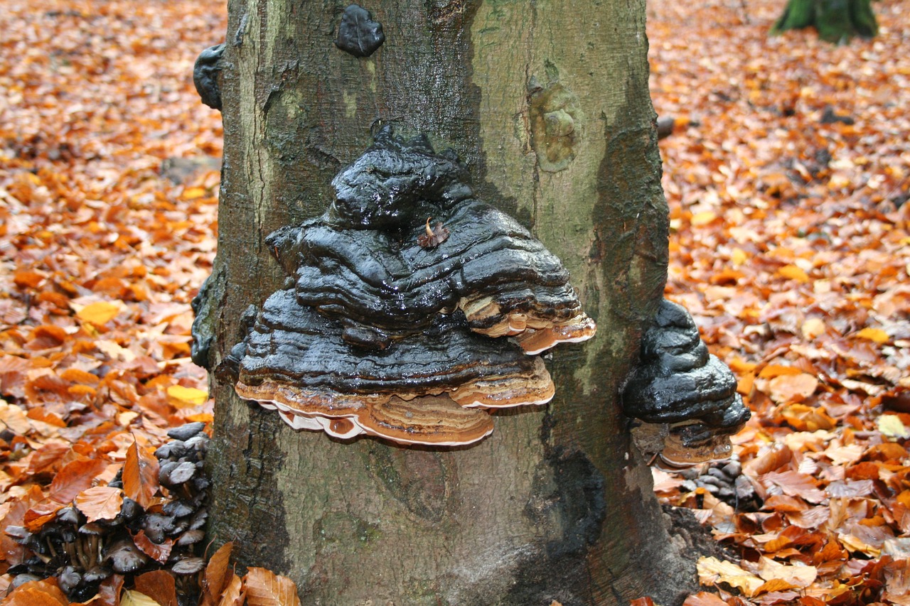 three mushroom autumn tinder free photo