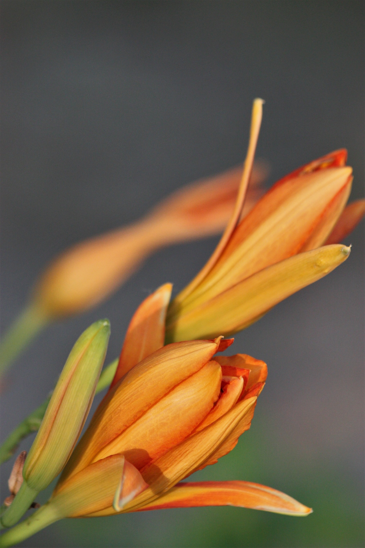 nature plants flowers free photo