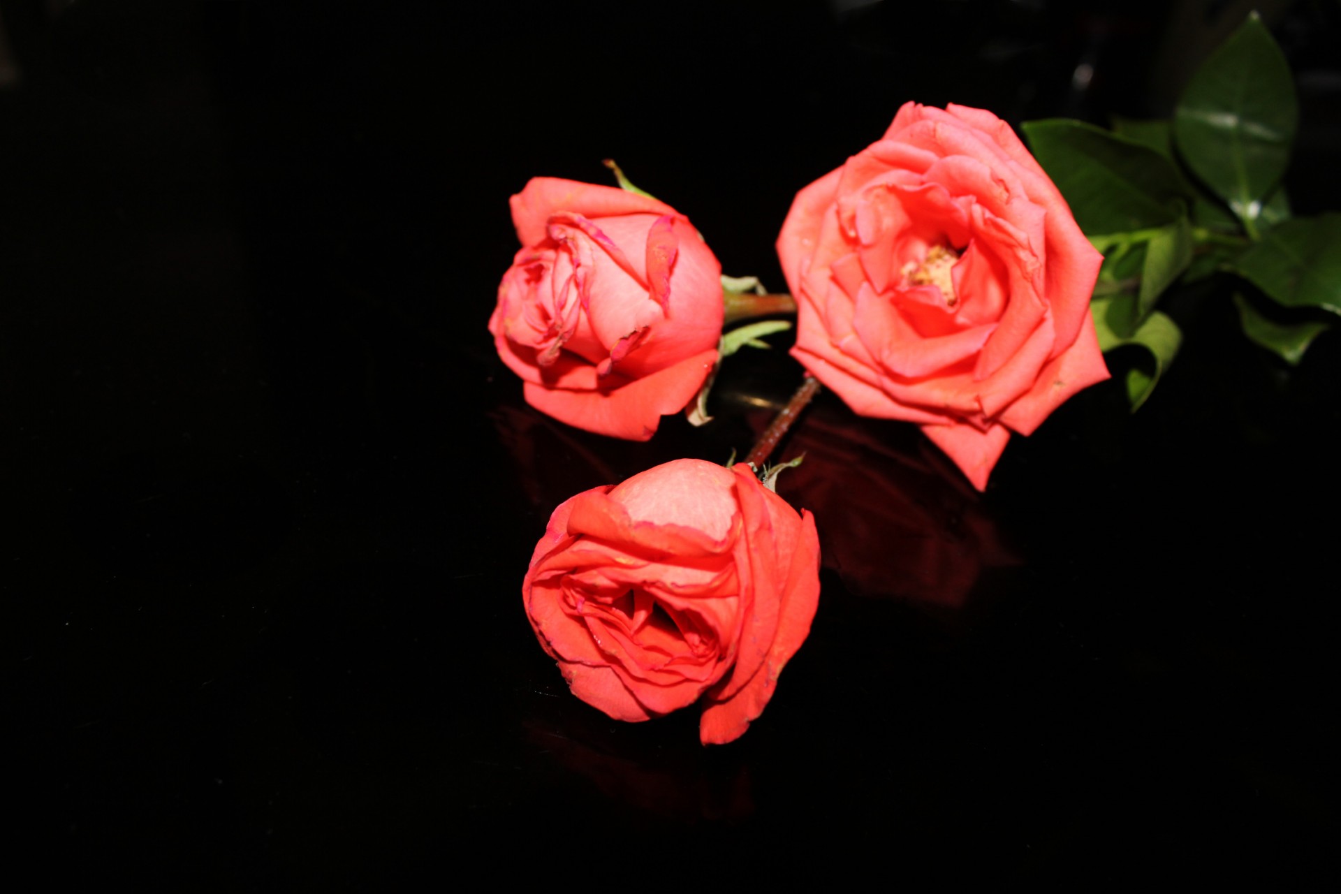 orange roses roses petals free photo