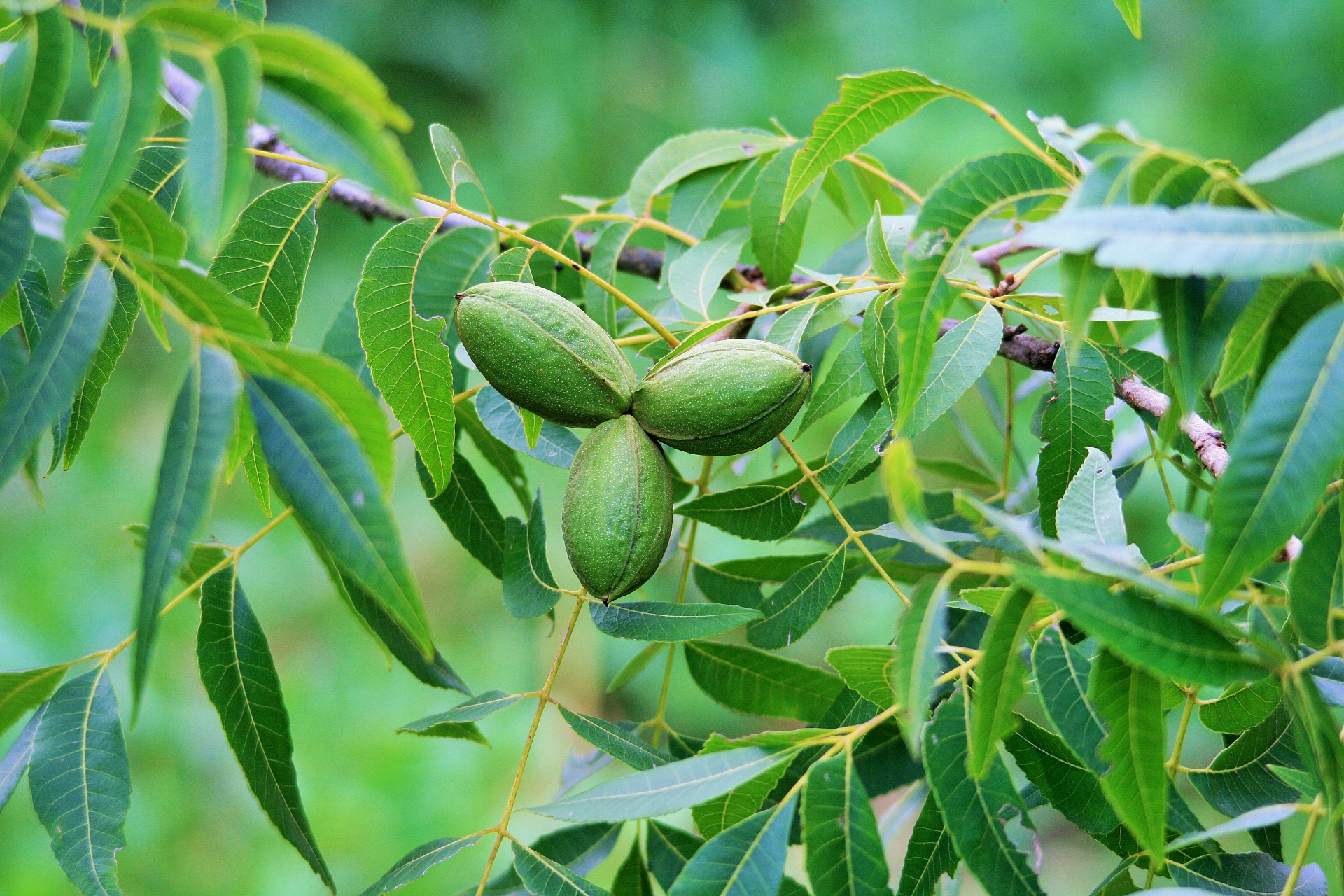 nuts tree leaves free photo