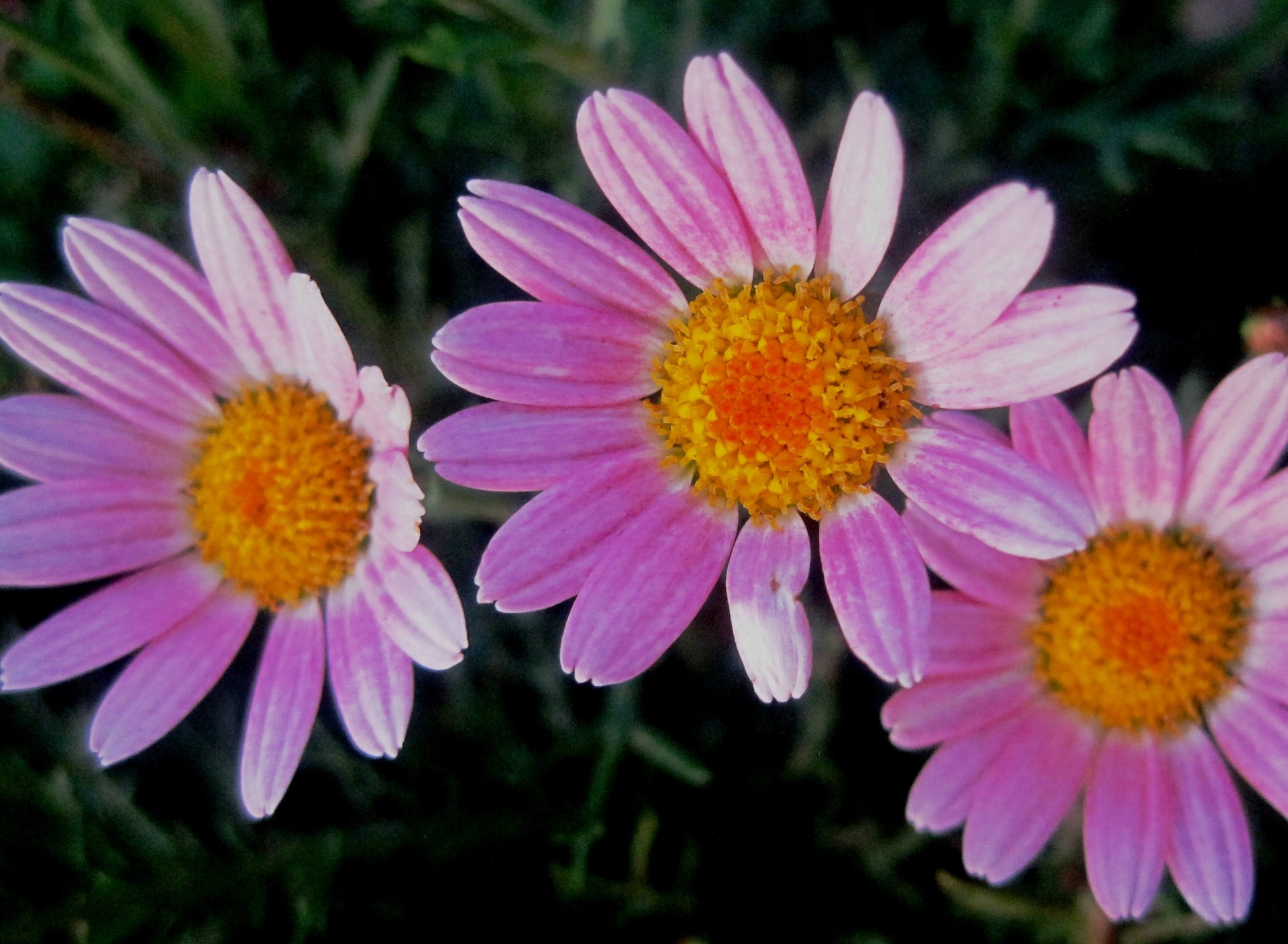 flowers daisies petals free photo