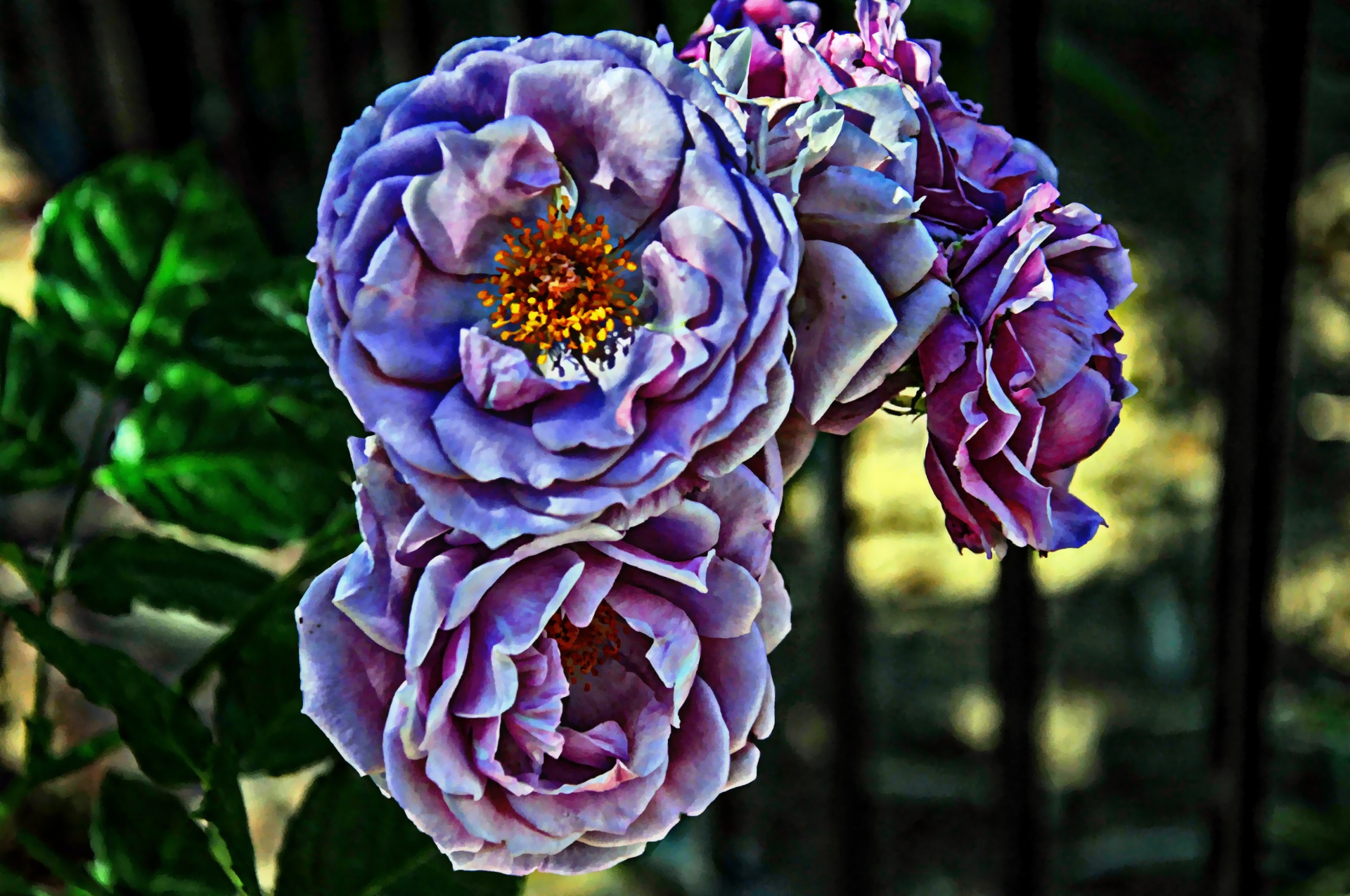roses rose purple free photo