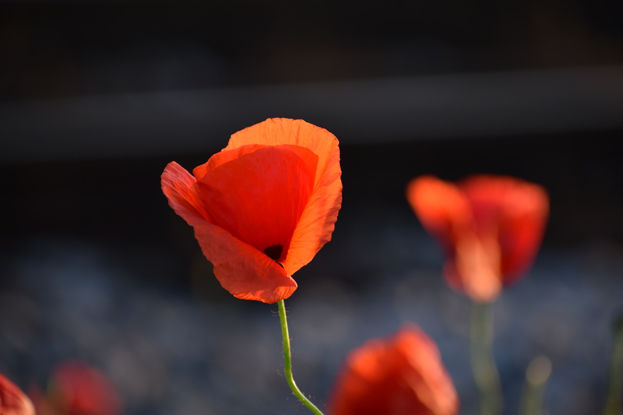 three red poppys  near railway  evening free photo