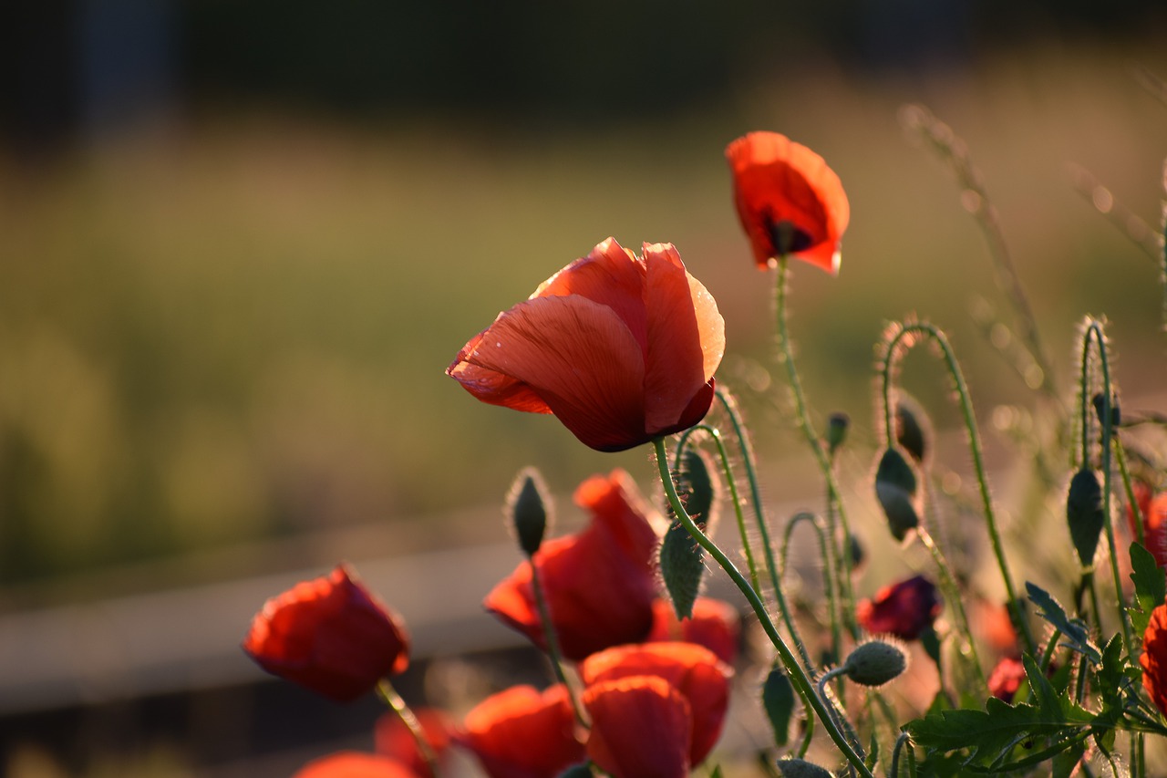 three red poppys  near railway  evening free photo