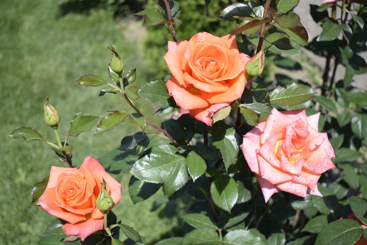 three roses  two orange and one pink  on the green background free photo