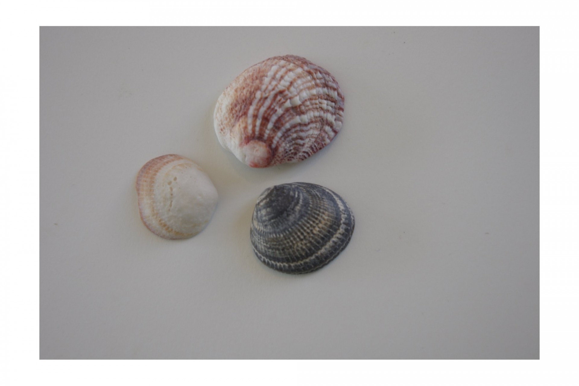 sea shells background free photo