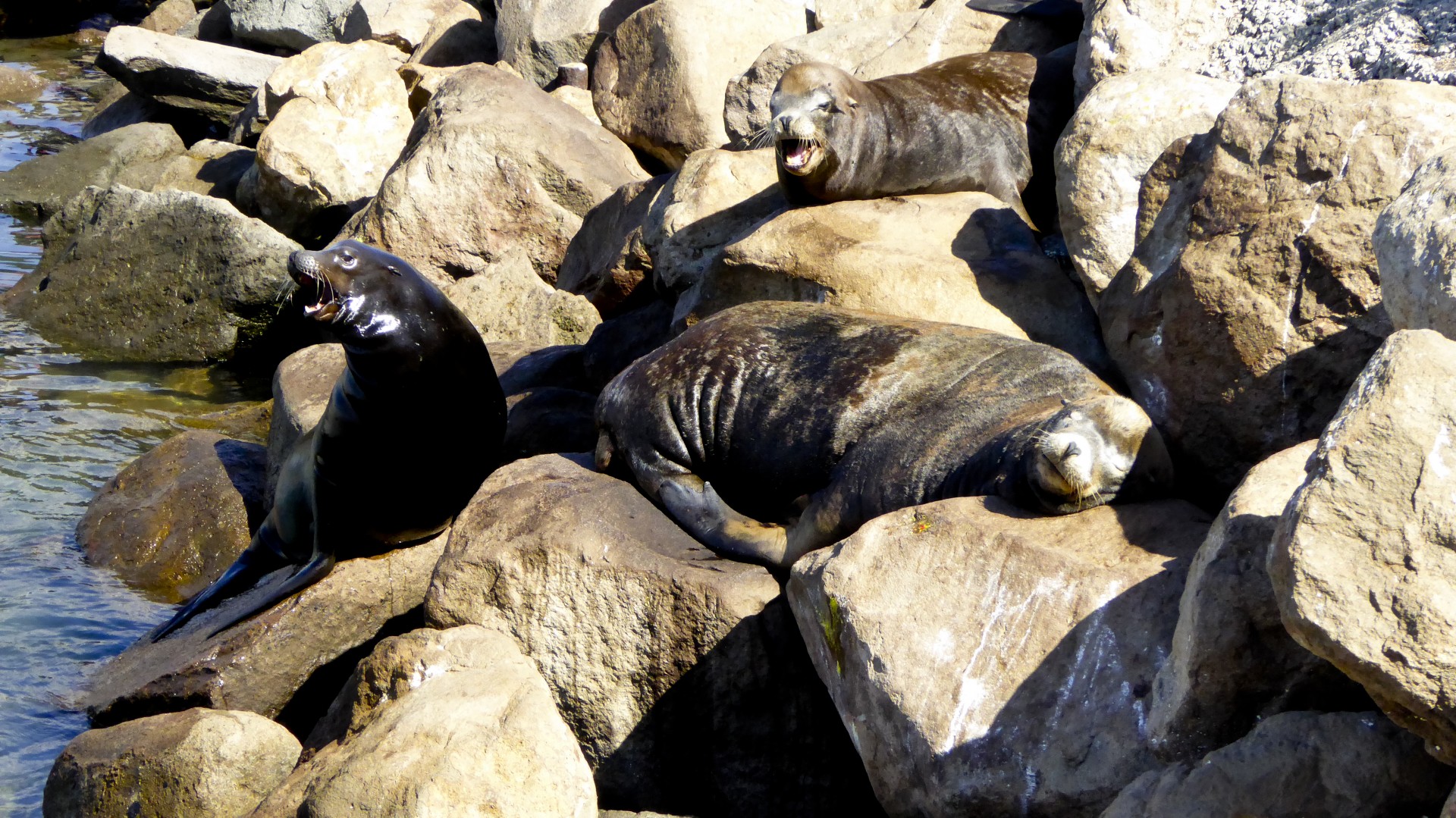 three seals mammals free photo