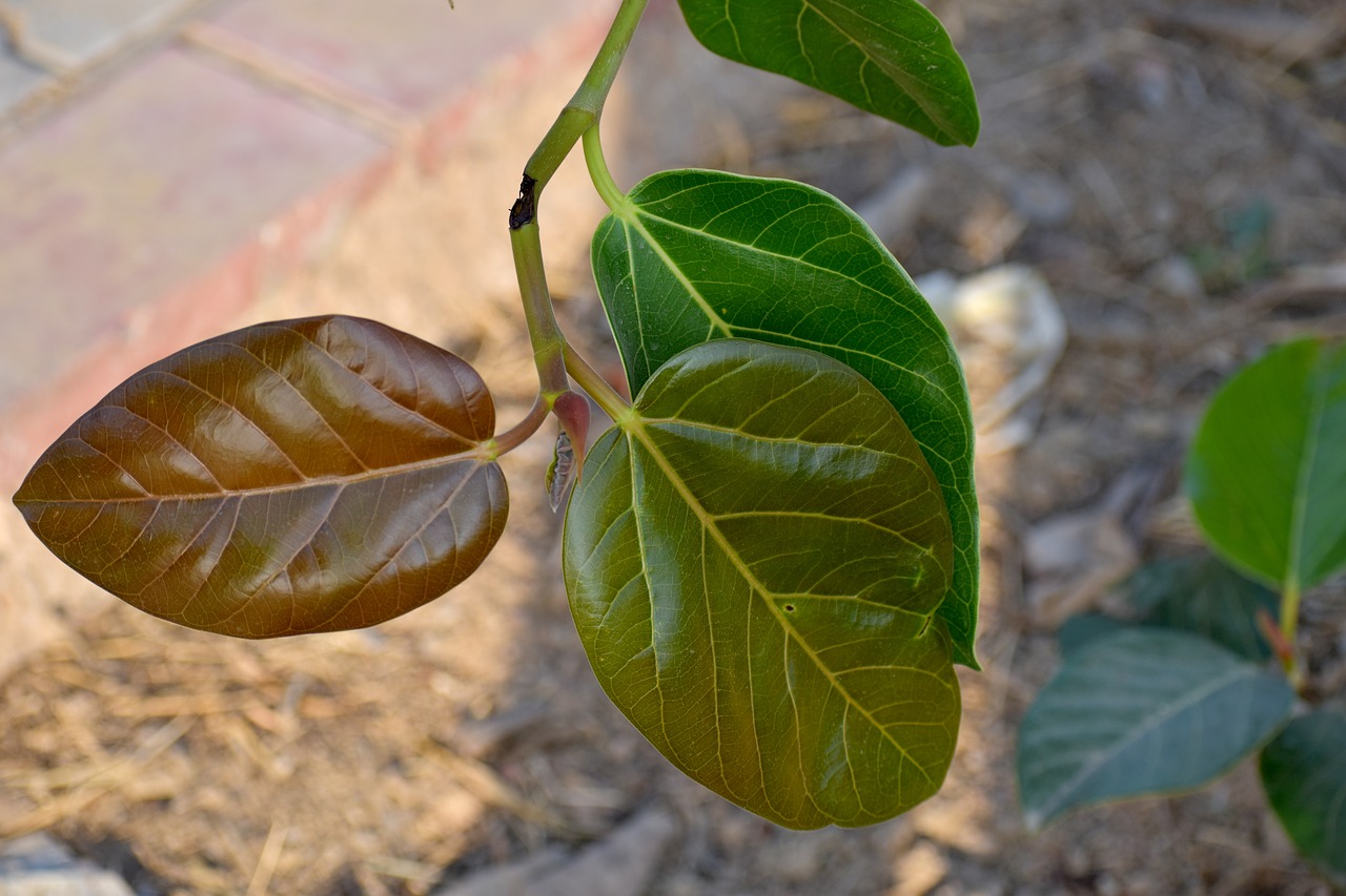three shades of leaf leaves nascent leaf free photo