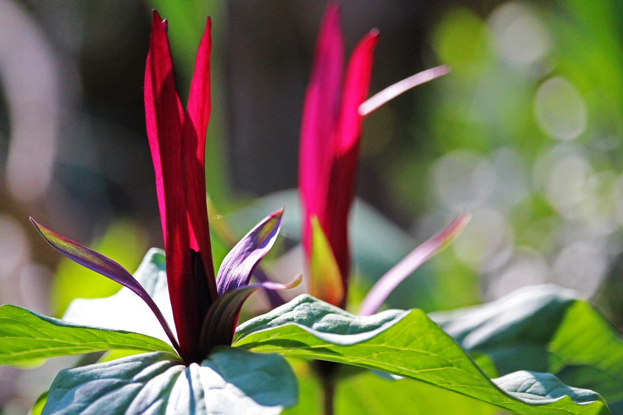 three sheet  forest lily  spring free photo