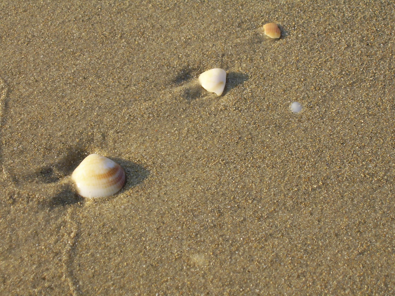 shells beach shell free photo
